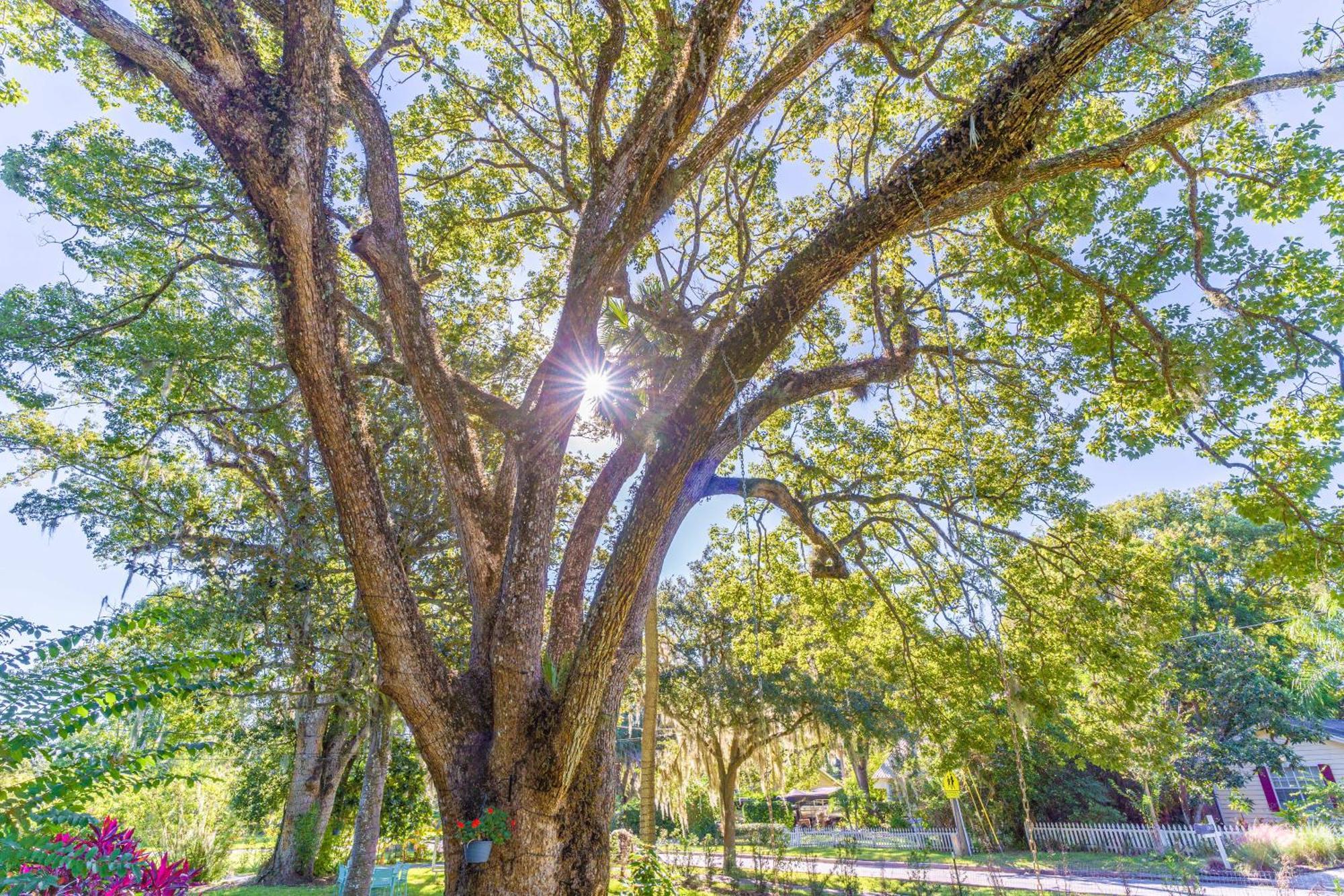 The Estate At Mt Dora Hotell Mount Dora Exteriör bild